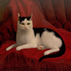 Illustration for article titled The Long and Glorious History of Cat Ladies